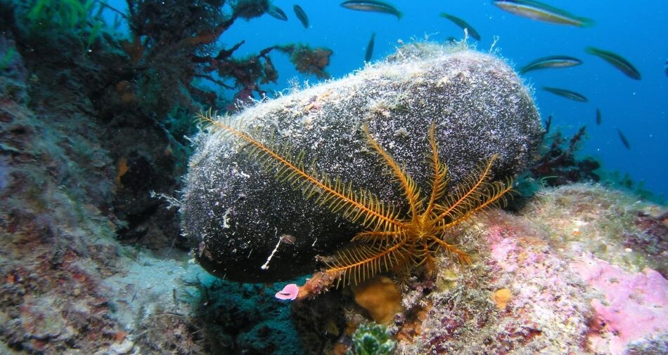 "Codium bursa" et "Antedon sp." au large de la principauté de Monaco