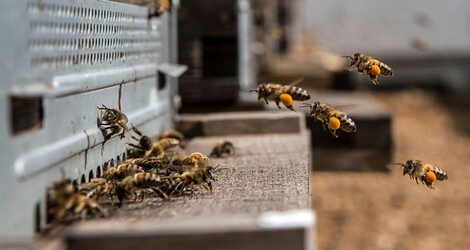 Abeilles butineuses de retour à la ruche 