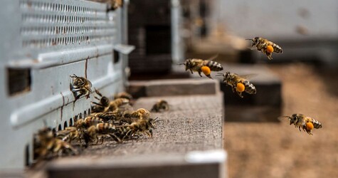Abeilles butineuses de retour à la ruche 