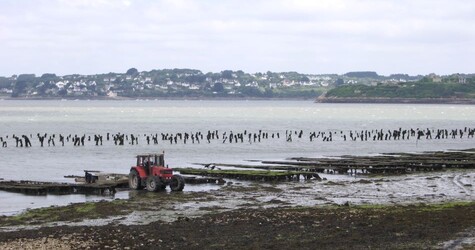 Activités conchylicoles sur la presqu'île de Crozon, dans le Finistère 